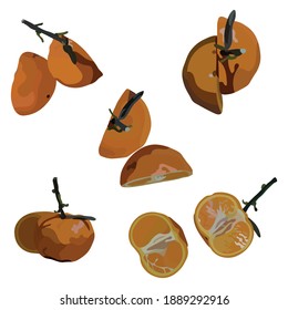 Slices Vector De Ilustración De Fruta Naranja Tomado Varios Ángulos Aislados En Fondo Blanco Bueno Para Usar Para Revista De Comida, Folleto E Ingredientes