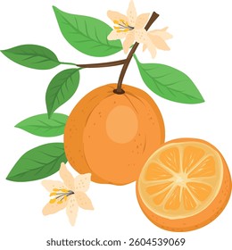 slices of oranges, Orange juice Flavor Fruit, Nutritious Orange brunch and flowers
