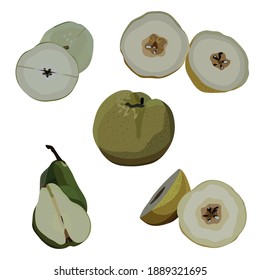 Slices Pear Fruit Illustration Vector Set Taken Several Angles Using For Food Element Design,Magazine,Ingredients Menu
