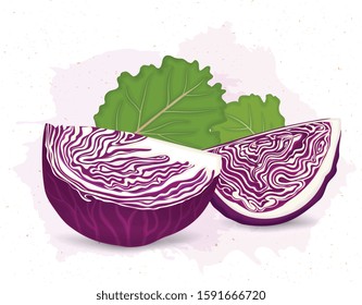 slices of red cabbage vector illustration with green leaves