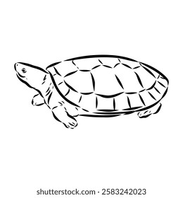 Slider Turtle, freshwater amphibian animal - Vector