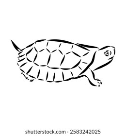 Slider Turtle, freshwater amphibian animal - Vector