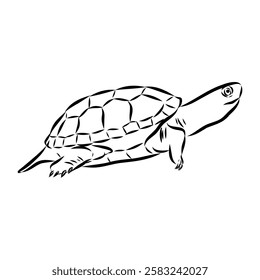 Slider Turtle, freshwater amphibian animal - Vector