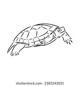 Slider Turtle, freshwater amphibian animal - Vector