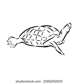 Slider Turtle, freshwater amphibian animal - Vector