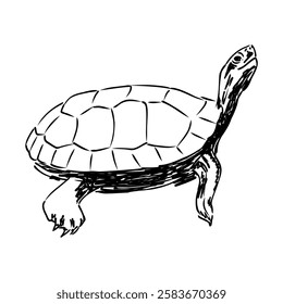 Slider Turtle, freshwater amphibian animal - Vector