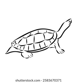 Slider Turtle, freshwater amphibian animal - Vector