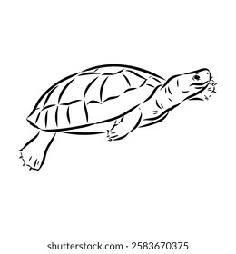 Slider Turtle, freshwater amphibian animal - Vector