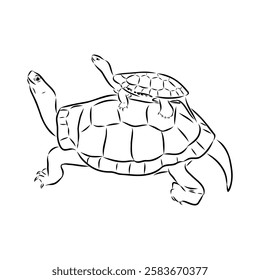 Slider Turtle, freshwater amphibian animal - Vector