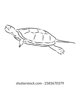 Slider Turtle, freshwater amphibian animal - Vector