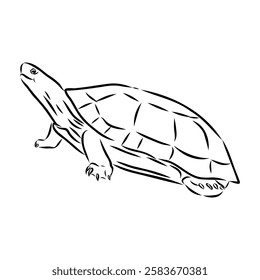 Slider Turtle, freshwater amphibian animal - Vector