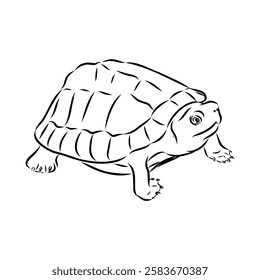 Slider Turtle, freshwater amphibian animal - Vector