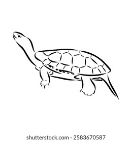 Slider Turtle, freshwater amphibian animal - Vector