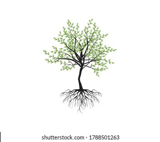 
slim and beautiful tree vector, with strong fibrous roots
