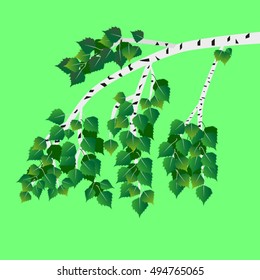 slim twig birch