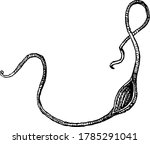 In sling, the stone is lodged to the strap, and, the ends of the strings being held in the hand, the sling is whirled rapidly round in a circle, and the missile thrown by letting go one of the strings
