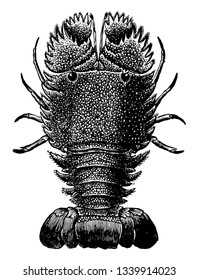 Slipper Lobster is decapod crustaceans closely related to spiny and furry lobsters vintage line drawing or engraving illustration.