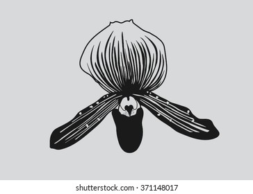 Lady’s slipper Orchid silhouette, tropic flowers. (Vector Design)