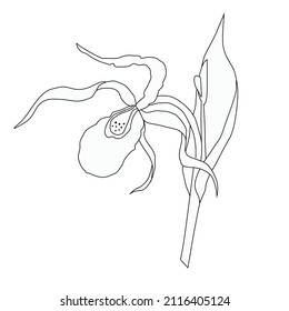 La pantufla es un verdadero dibujo del contorno de zapatillas de Venus de una planta, una flor de cáscara de flor (Cypripedium calceolus). Otro nombre para la planta de los chicos sin tallo es zapatillas
