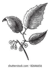 Slippery elm or Ulmus fulva, isolated on white, vintage engraved illustration. Trousset encyclopedia (1886 - 1891).