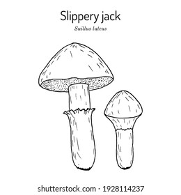 Slippery jack or sticky bun (Suillus luteus), edible mushroom. Hand drawn botanical vector illustration