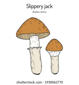 Jack resbaladizo o bollo adhesivo (Suillus luteus), champiñón comestible. Ilustración de vector botánico dibujada a mano