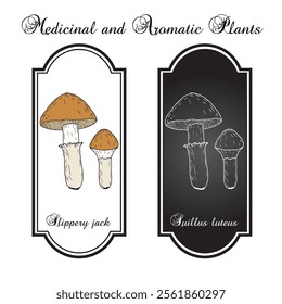 Slippery jack or sticky bun (Suillus luteus), edible mushroom. Hand drawn botanical vector illustration