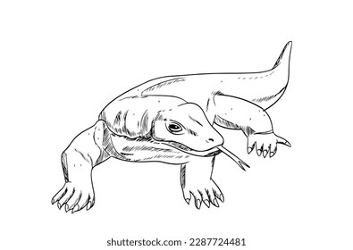 slithering and lizard of ink drawing sketch for wildlife poster, banner, book 