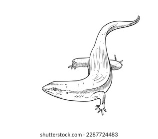 slithering and lizard of ink drawing sketch for wildlife poster, banner, book 