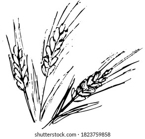 Sloppy grunge black and white vector drawing of three spikelets. Pencil sketch of wheat, barley or rye stalks