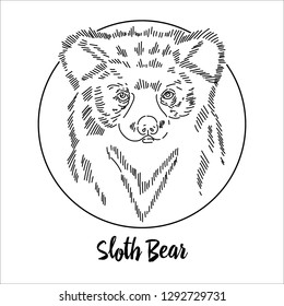 Sloth bear portrait. Ursus ursinus. Funny portrait. Vector illustration. Picture for posters, t-shirts, cards, cups, bags and wall art. Vector design