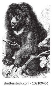 Sloth bear (Ursus ursinus) / vintage illustration from Brockhaus Konversations-Lexikon 1908