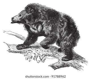 Sloth bear (Ursus ursinus) / vintage illustration from Meyers Konversations-Lexikon 1897