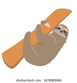 Sloth climbing tree. Lazy animal in cartoon style isolated on white background.