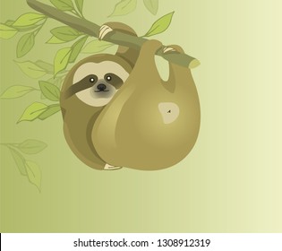 Sloth. Folivora. Slow and lazy animal. Mammals in the jungle. Sloth hanging on a branch. Funny animals.