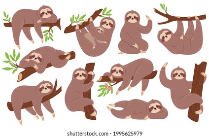 Sloth. Funny sloths hanging on branch, climbing tree, sleeping. Cute baby animal with mother. Lazy sleepy animals in various poses vector set. Zoo characters with rainforest plant leaves