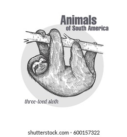 Sloth hand drawing. Animals of South America series. Vintage engraving style. Vector illustration art. Black and white. Object of nature naturalistic sketch.