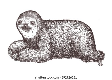 Sloth, Hand drawn vector illustration.