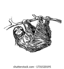 Sloth Hanging On Tree Branch. Sketch. Engraving Style. Vector Illustration