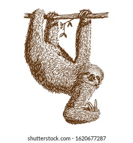 Sloth hanging vector engraving illustration