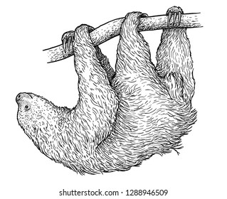 Sloth illustration, drawing, engraving, ink, line art, vector