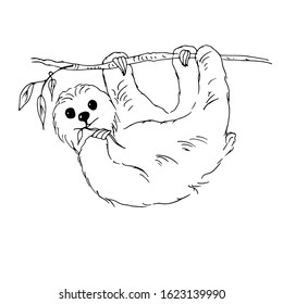 Sloth on a branch. Line art. Vector illustration.