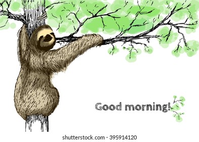 The sloth on the tree. Drawing Sketch idler. Hand drawn pencil vector illustration. Isolated wild animal on the tree on white background. 
