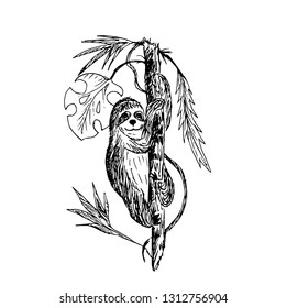 Sloth on a tree in the rainforest. Vector illustration.