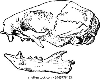 Sloth Skull, vintage engraved illustration.