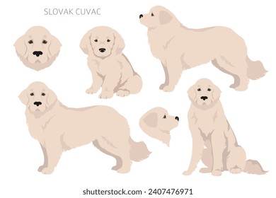 Cuvac eslovaco cubre colores, diferentes poses clipart.  Ilustración del vector