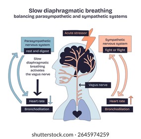 Slow diaphragmatic breathing balances the parasympathetic and sympathetic systems, showing brain, vagus nerve, and arrows. Doodle style diagram