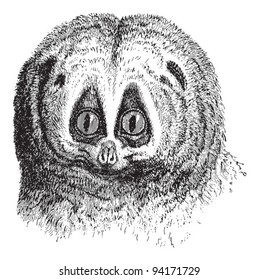 Slow loris (Nycticebus tardigradus) / vintage illustration from Meyers Konversations-Lexikon 1897