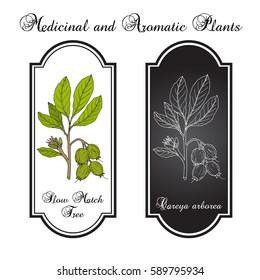 Slow Match Tree (Careya arborea), medicinal plant. Hand drawn botanical vector illustration