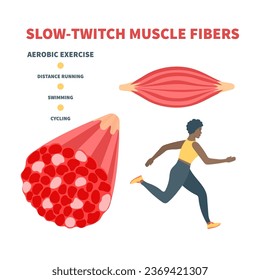 Lento tipo de fibra de músculo rojizo. Estructura de tejido muscular esquelético humano para entrenamiento de resistencia. El deporte y el concepto de salud. Ilustración vectorial médica.